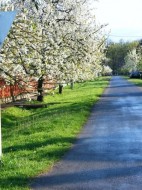 Akácfa utca virágzó gyümölcsfái